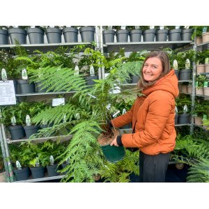 Diksónia antarktická (Dicksonia antarctica) – výška 80-100 cm, kont. C10L